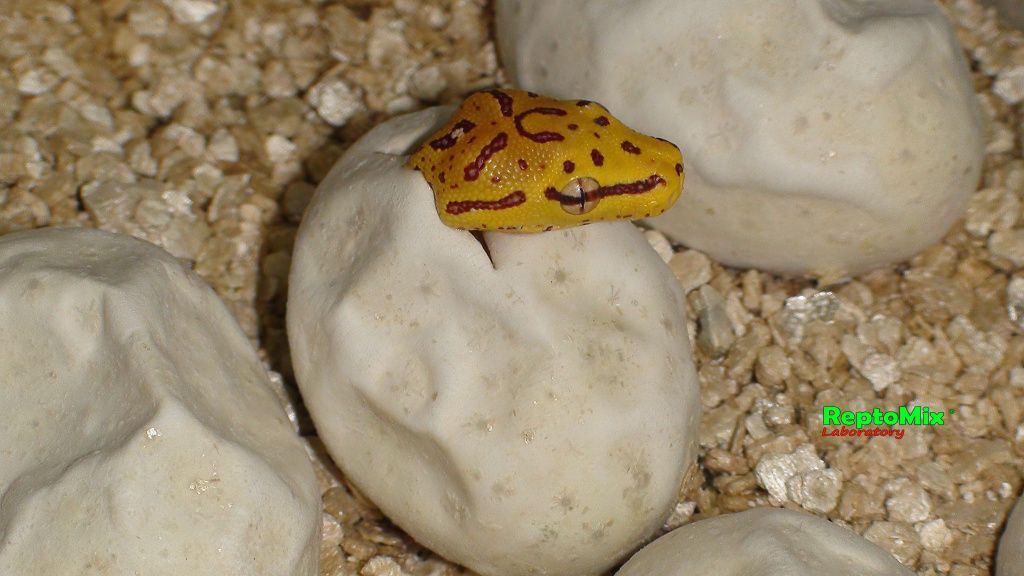 Зелёный питон (Aru x Biak var."Lemon Tree") Morelia viridis (Aru x Biak var."Lemon Tree")