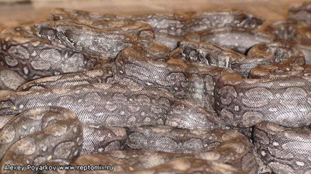 Аргентинский удав Boa constrictor occidentalis
