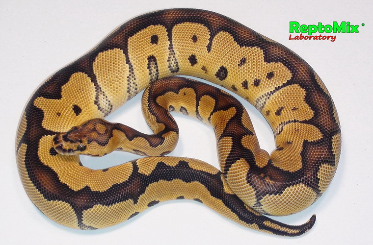 Королевский питон Python regius Clown