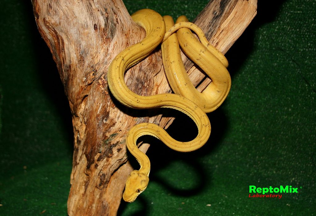 Садовый удав Corallus hortulanus enydris