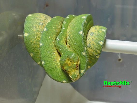Зелёный питон Morelia viridis (Sorong) 