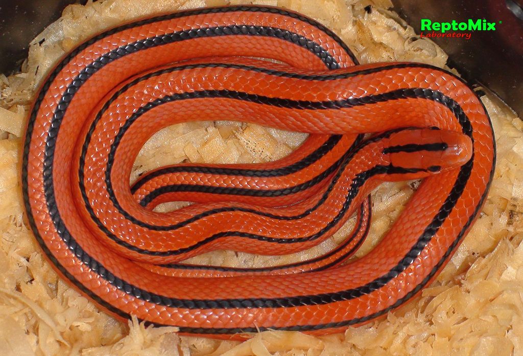 Бамбуковый полоз Oreophis porphyraceus coxi 