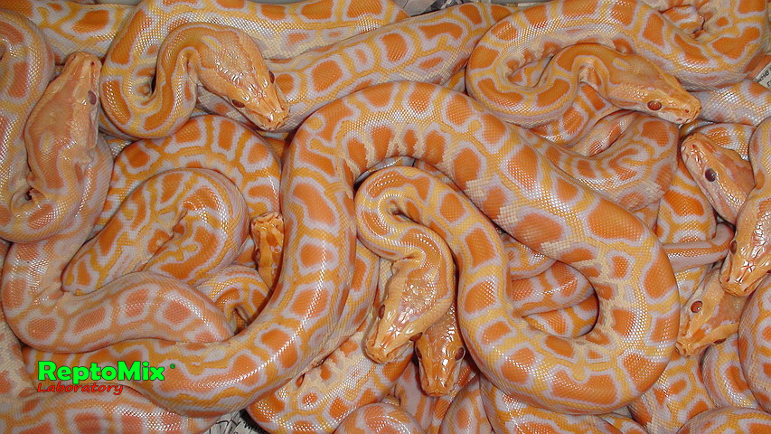 Темный тигровый питон Албинос Python molurus bivittatus Albino