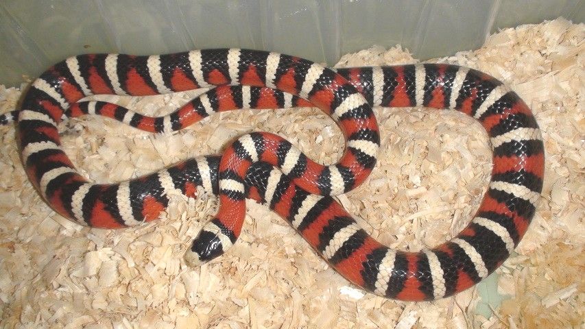 Горная молочная змея Lampropeltis pyromelana woodini 