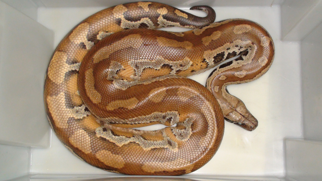 Короткохвостый питон Python сurtus brongersmai (Northen Sumatra) 