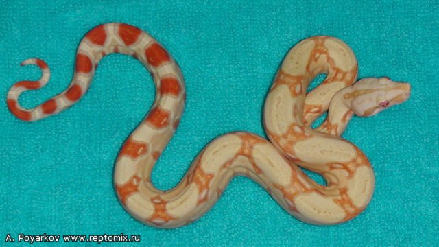Императорский удав Альбинос линии Кахл Boa constrictor imperator Albino (Kahl)