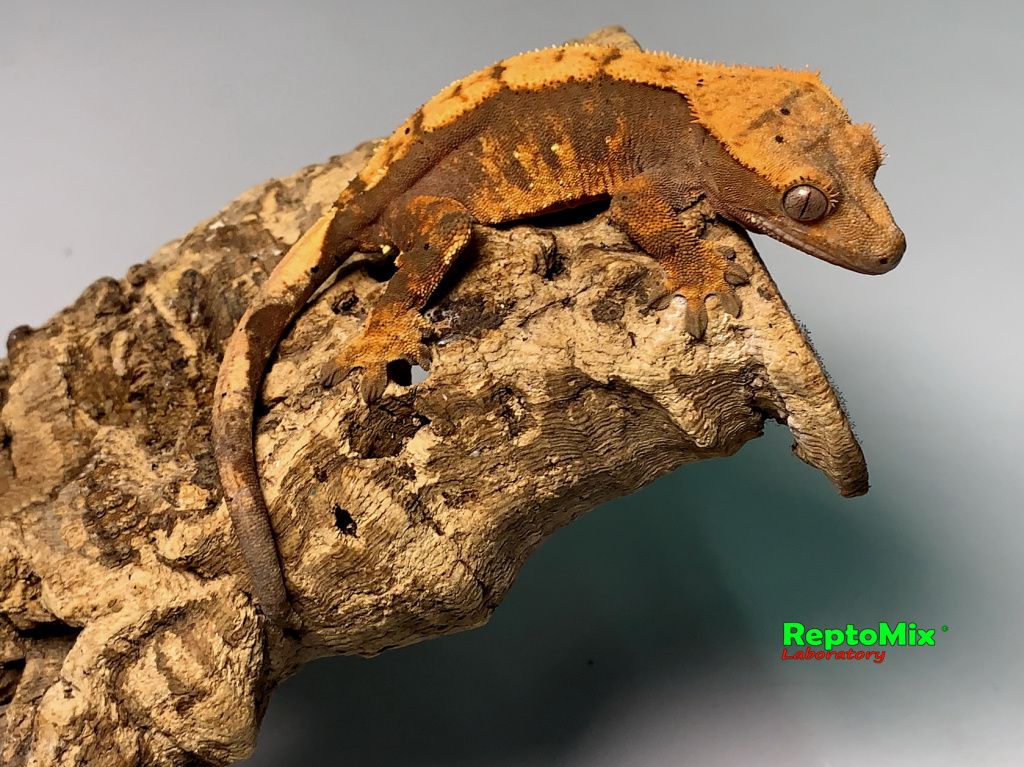 Реснитчатый новокаледонский геккон-бананоед Correlophus (Rhacodactylus) ciliatus (Harlequin Dalmatian; Extreme Harlequin Partail Pinstripe; Harlequin, Poss.Dalmatian, Poss.Extreme Harlequin,Poss.Flame; Dalmatian  )