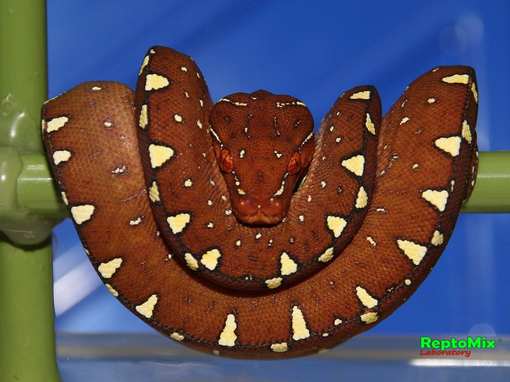 Зелёный питон Morelia viridis (Lereh)