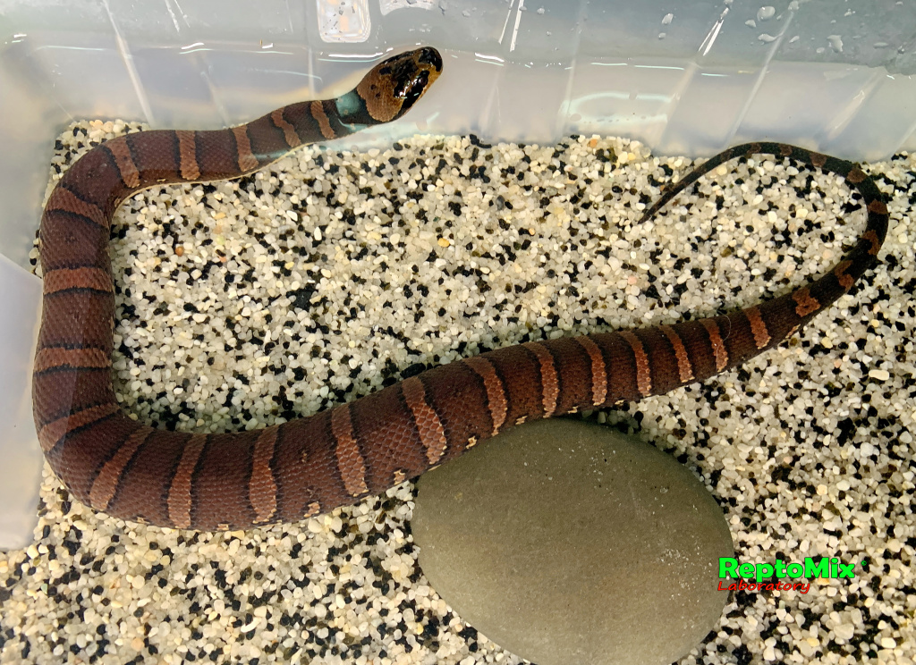 Удавовидный водяной уж или масковая змея   Homalopsis buccata