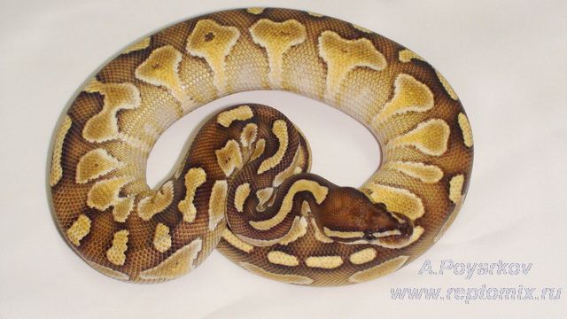 Королевский питон Python regius Lesser