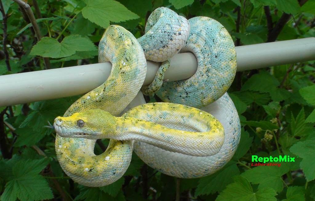 Зелёный питон с о.Биак Morelia viridis (Biak)