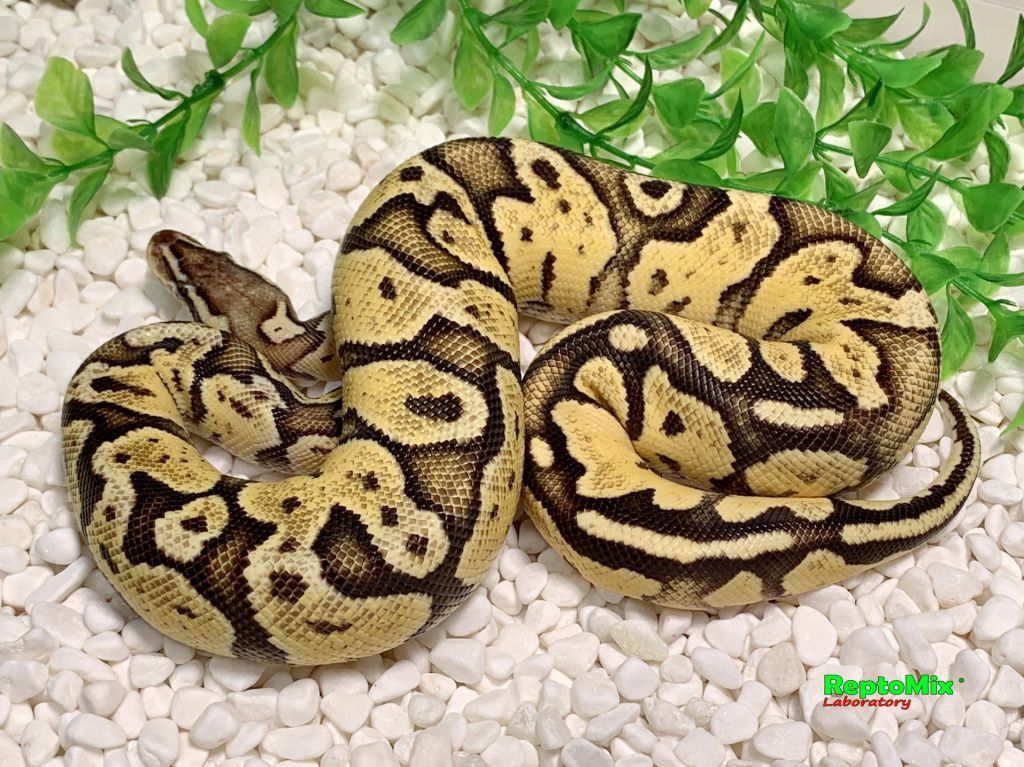 Королевский питон Super pastel, Axanthic (VPI),100% Het.Albino