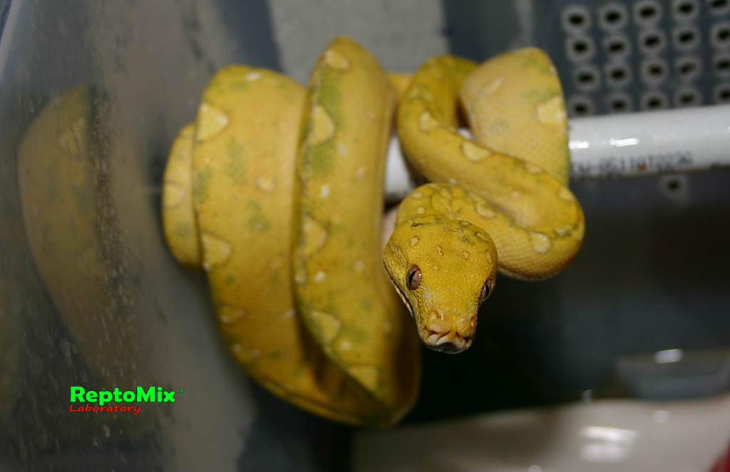 Зелёный питон с о.Биак Morelia viridis (Biak)