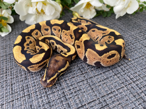 Купить королевский питон python regius fire, большой выбор и полезная информация по содержанию - Питомник экзотических Животных "ReptoMix Laboratory"