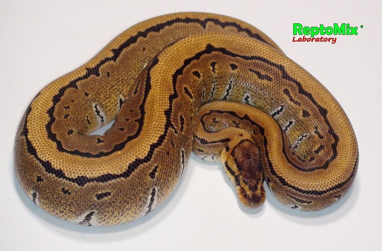Королевский питон Python regius Pinstripe