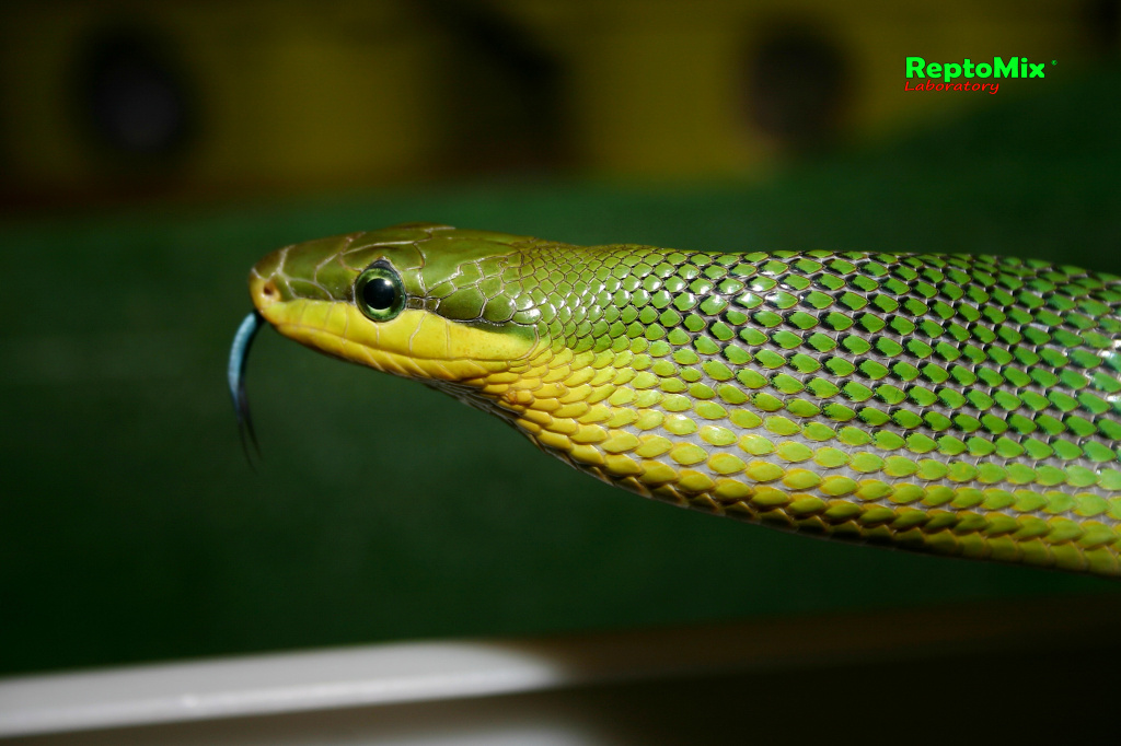 Зеленый полоз Индонезийский Gonyosoma oxycephalum