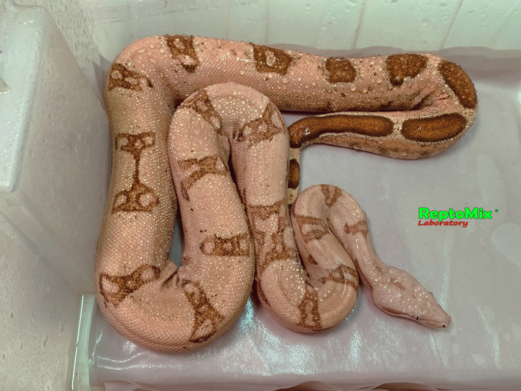 Императорский удав Pink (poss.Super Pink), Blond albino T+ (White clean line), Striped tail