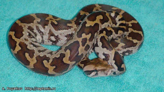 Цейлонский тигровый питон Python molurus pimbura