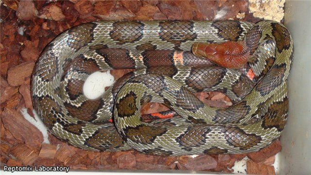 Пещерный полоз Orthriophis moellendorffi 