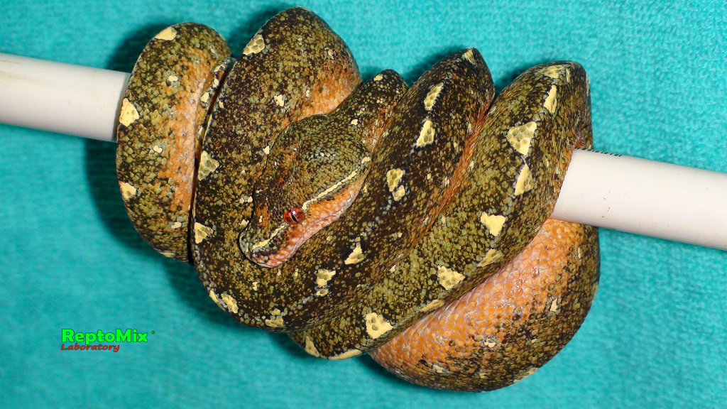 Зелёный питон локалитет Arfak Morelia viridis (Arfak)