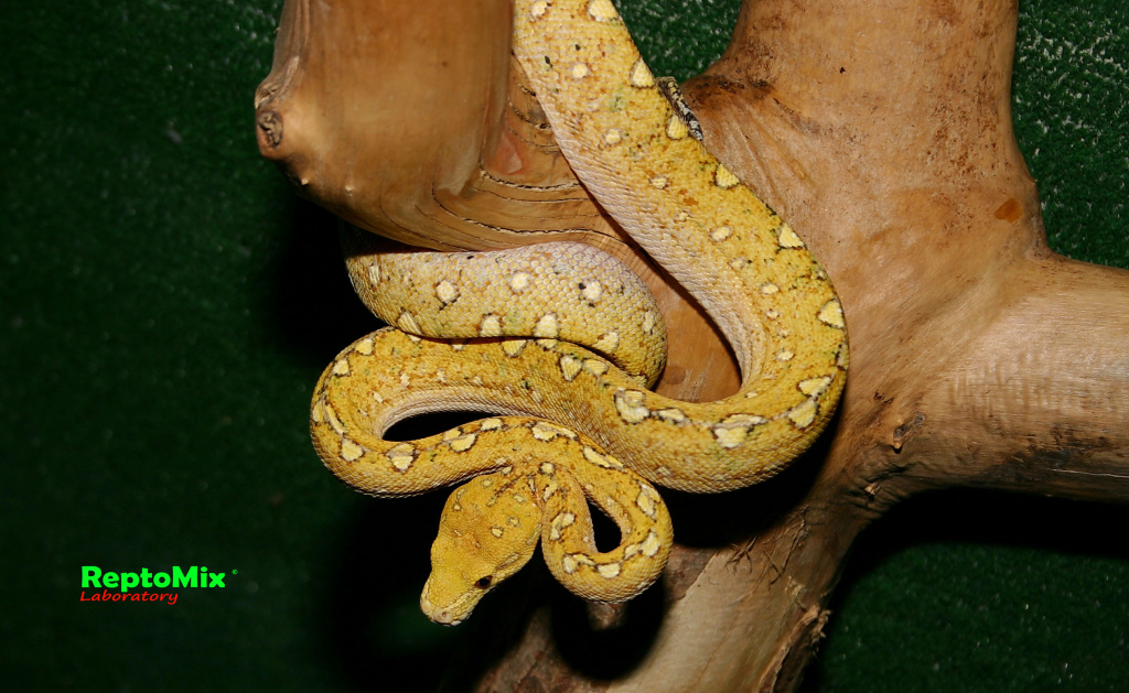 Зелёный питон с о.Биак Morelia viridis (Biak)