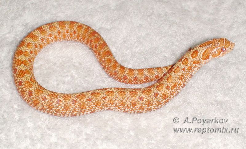 Свиноносая змея Альбинос  Heterodon nasicus Red Albino