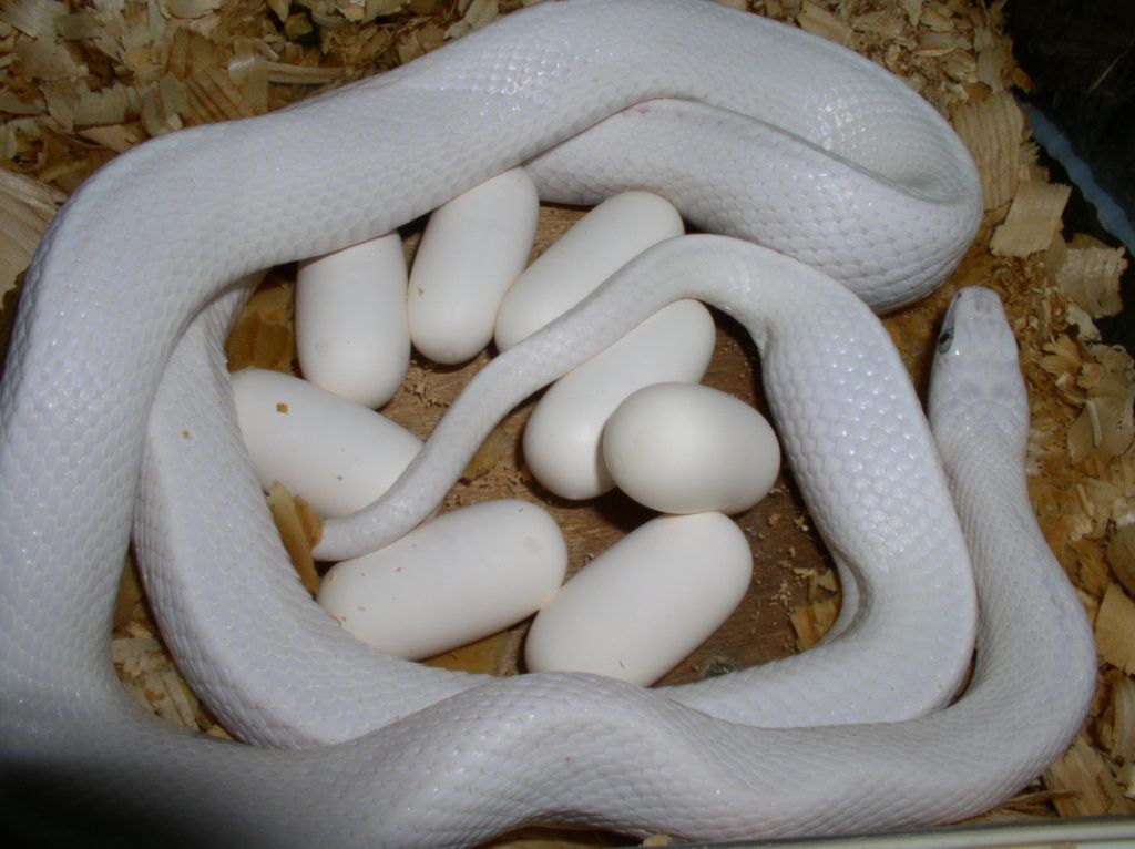 Крысиный полоз Луцист Elaphe obsoleta lindchaimeri leucistic (Pantherophis obsoletus lindchaimeri leucistic)