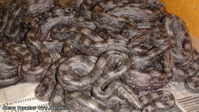 Аргентинский удав Boa constrictor occidentalis