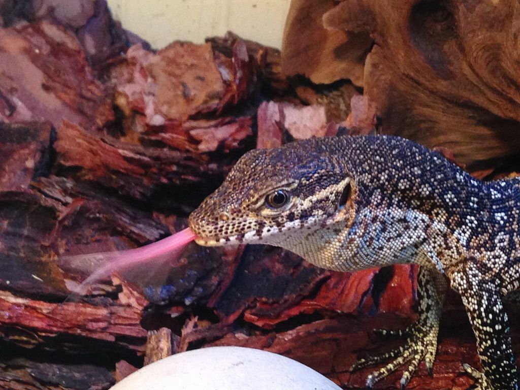 Тиморский варан Varanus timorensis