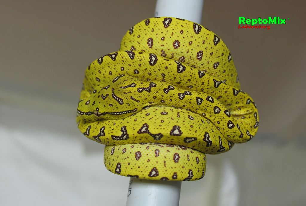 Зелёный питон (Aru x Biak var."Lemon Tree") Morelia viridis (Aru x Biak var."Lemon Tree")
