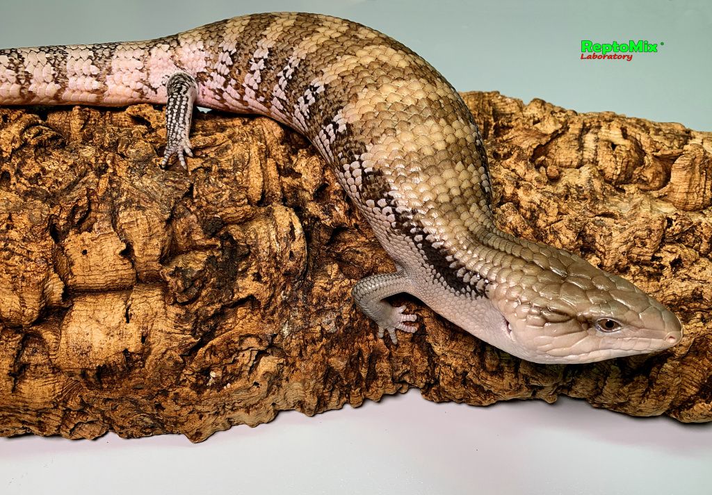 Северно Австралийский синеязыкий сцинк Tiliqua scincoides intermedia