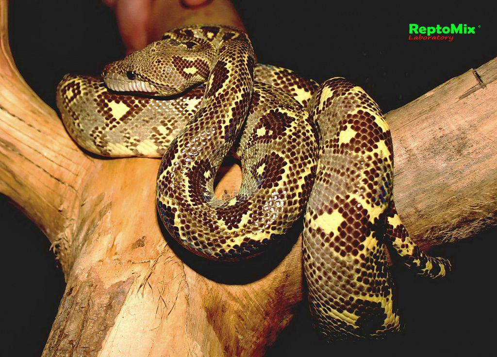 Мадагаскарский древесный удав  Sanzinia volontany