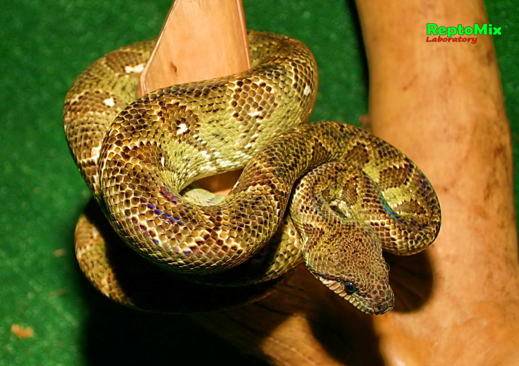 Мадагаскарский древесный удав Sanzinia madagascariensis 