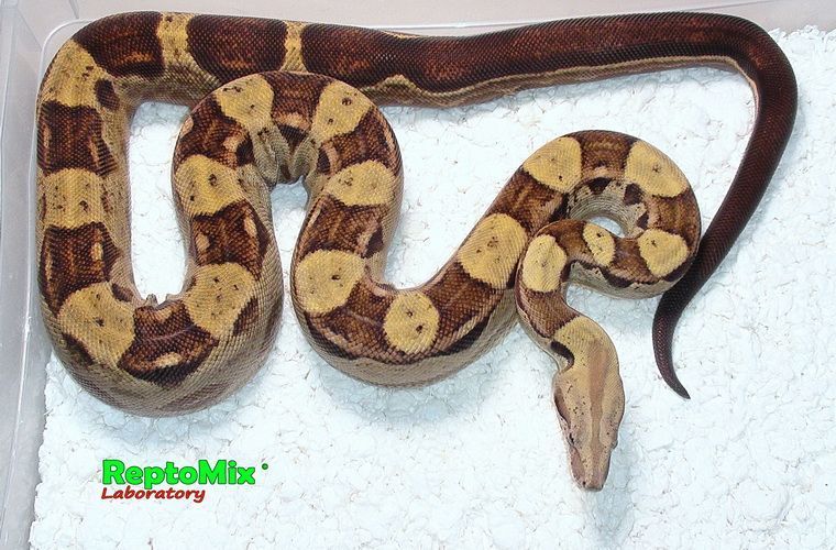 Императорский удав Motley (Colombian) Blond albino (Max Caramel albino T+) 