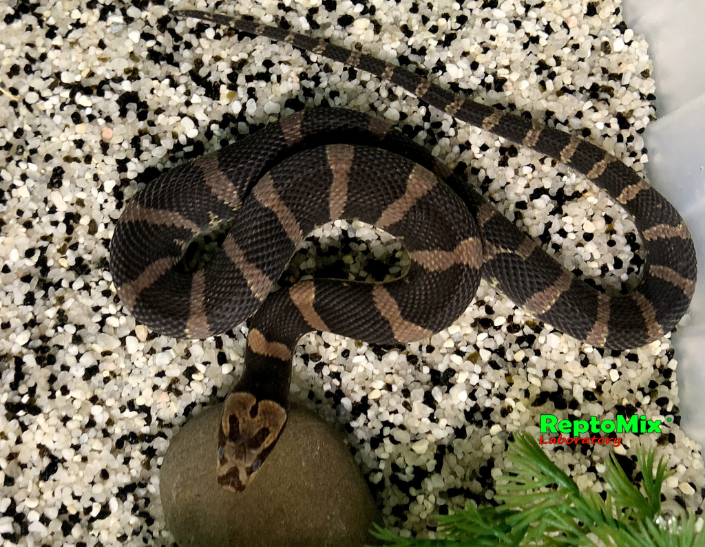 Удавовидный водяной уж или масковая змея   Homalopsis buccata