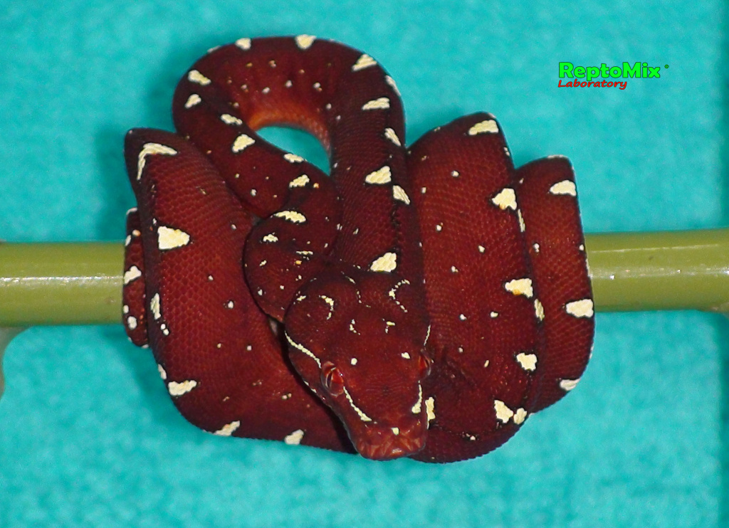 Зелёный питон локалитет Arfak Morelia viridis (Arfak)