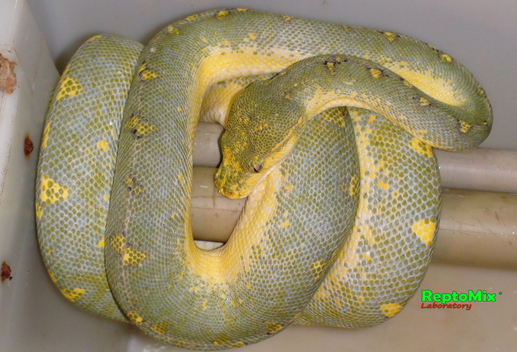 Зелёный питон локалитет Arfak Morelia viridis (Arfak)