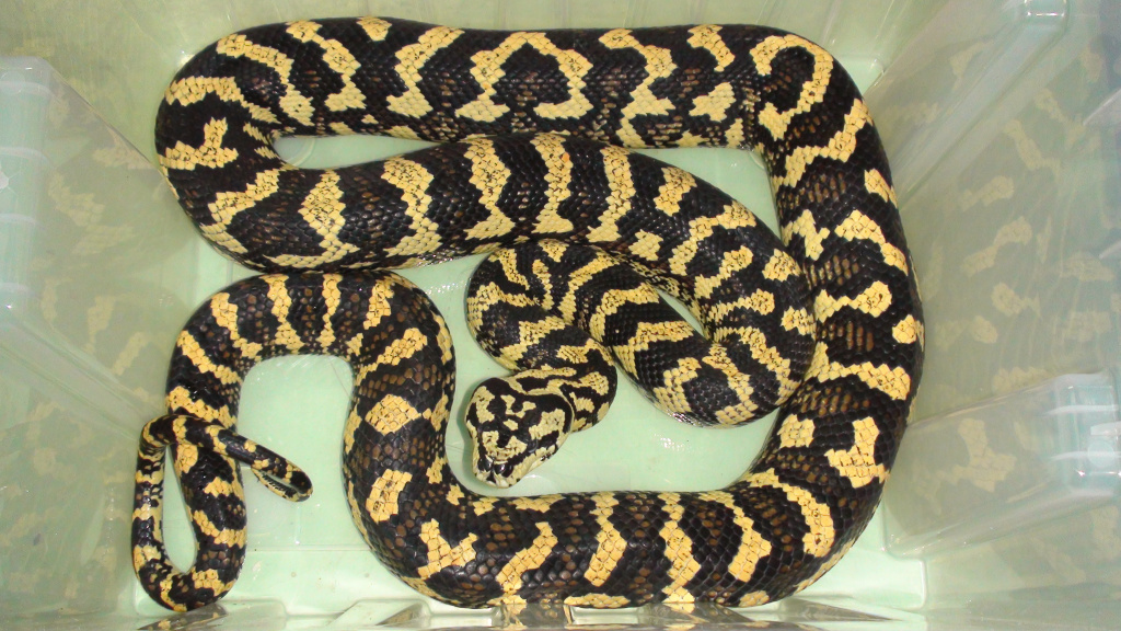 Ромбический питон Чейна  Morelia cheynei
