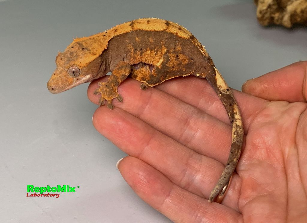 Реснитчатый новокаледонский геккон-бананоед Correlophus (Rhacodactylus) ciliatus (Harlequin Dalmatian; Extreme Harlequin Partail Pinstripe; Harlequin, Poss.Dalmatian, Poss.Extreme Harlequin,Poss.Flame; Dalmatian  )