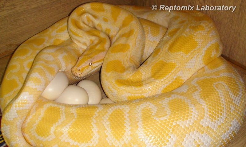 Тигровые питоны (Python molurus bivittatus), вся правда о добрых гигантах 