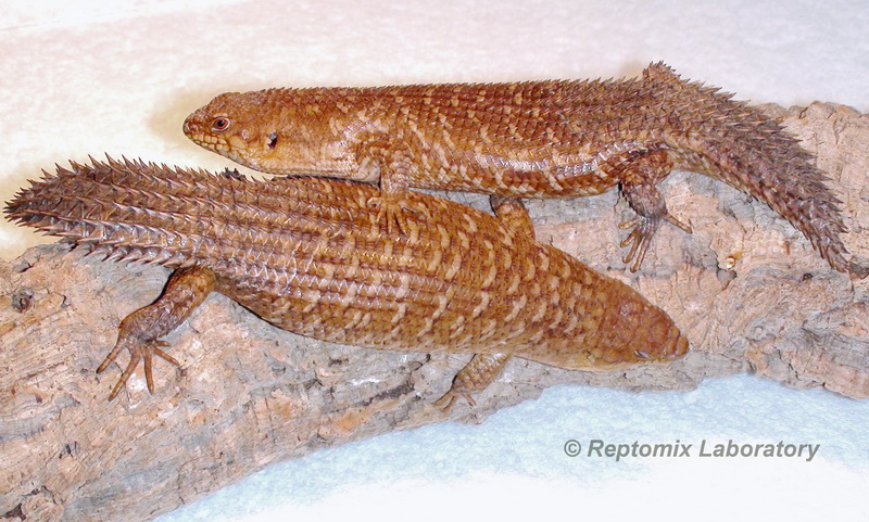 Австралийские колючехвостый сцинк Egernia stokesii zellingi