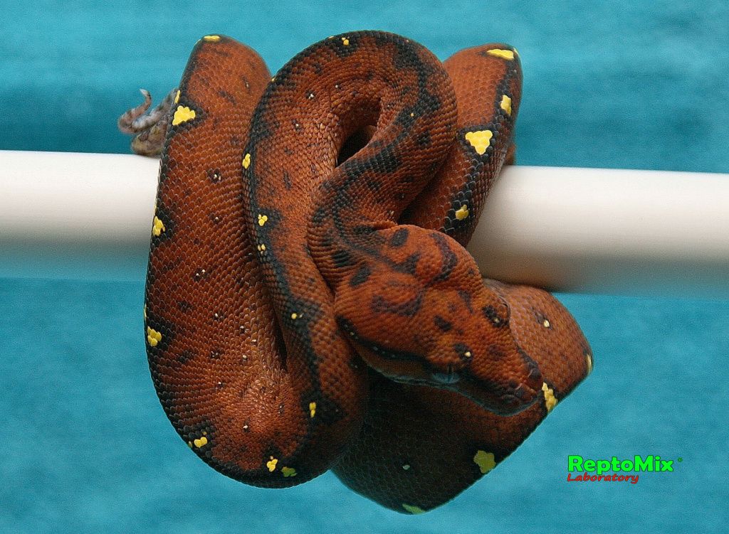 Зелёный питон Morelia viridis (Lereh)