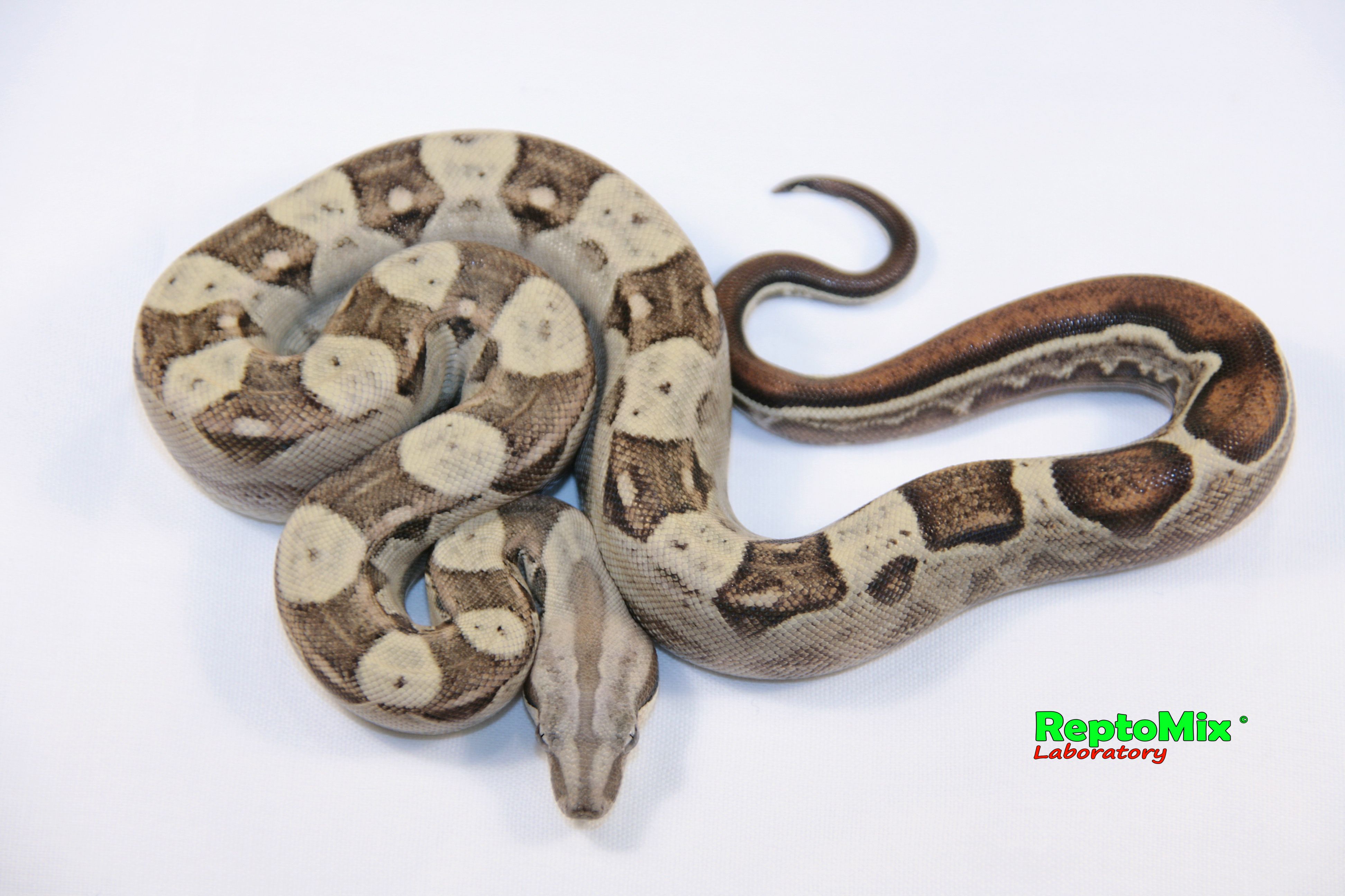 Императорский удав Motley (Colombian) Blond albino (Max Caramel albino T+) 