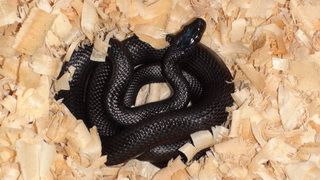 Персидский полоз Zamenis persicus