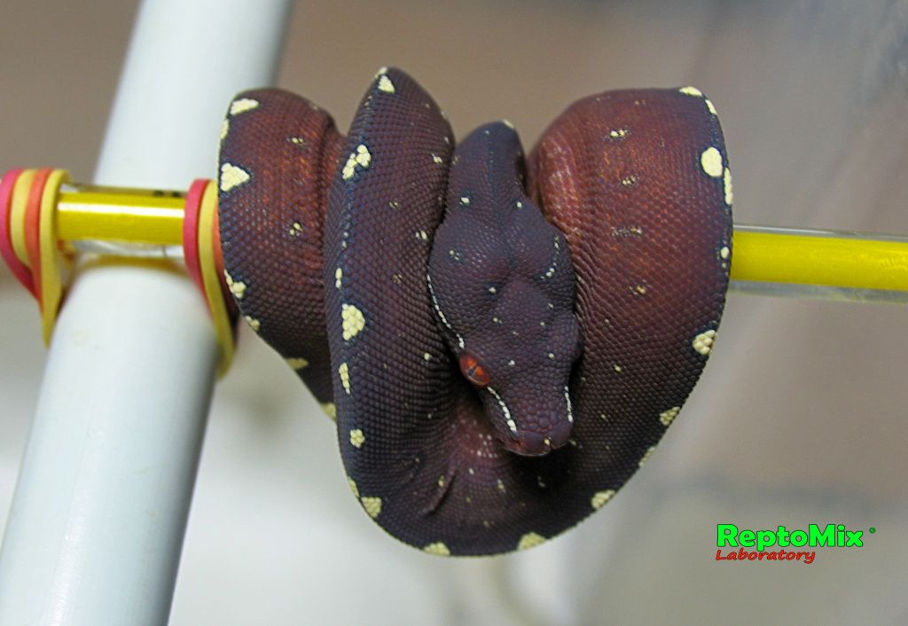 Зелёный питон Morelia viridis (Lereh)