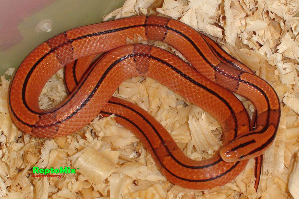 Бамбуковый полоз Oreophis porphyraceus pulchra Mt.Da Wei Shan(Yunnan, china) 