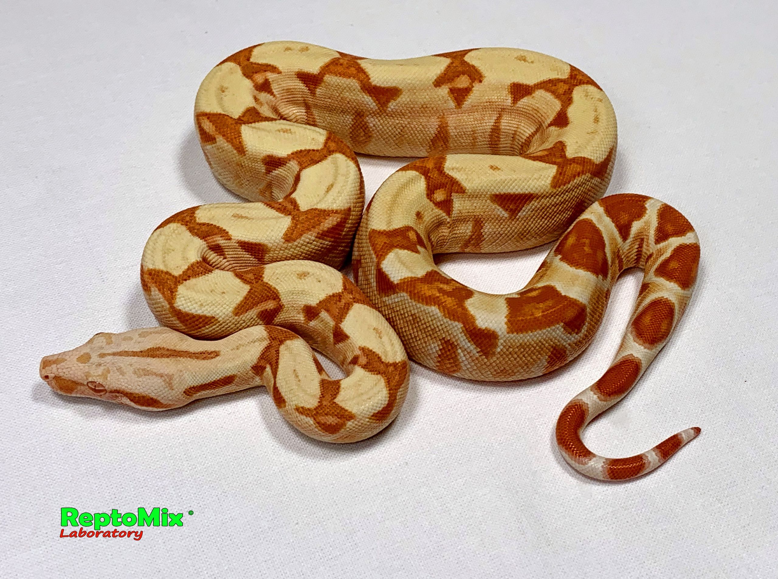 Императорский удав Сангло Альбино, Корал, Арабески линии Липстик Кахл  Boa constrictor imperator Sunglow (Possible Super), Coral (Kahl, Lipstick line ) Arabesque