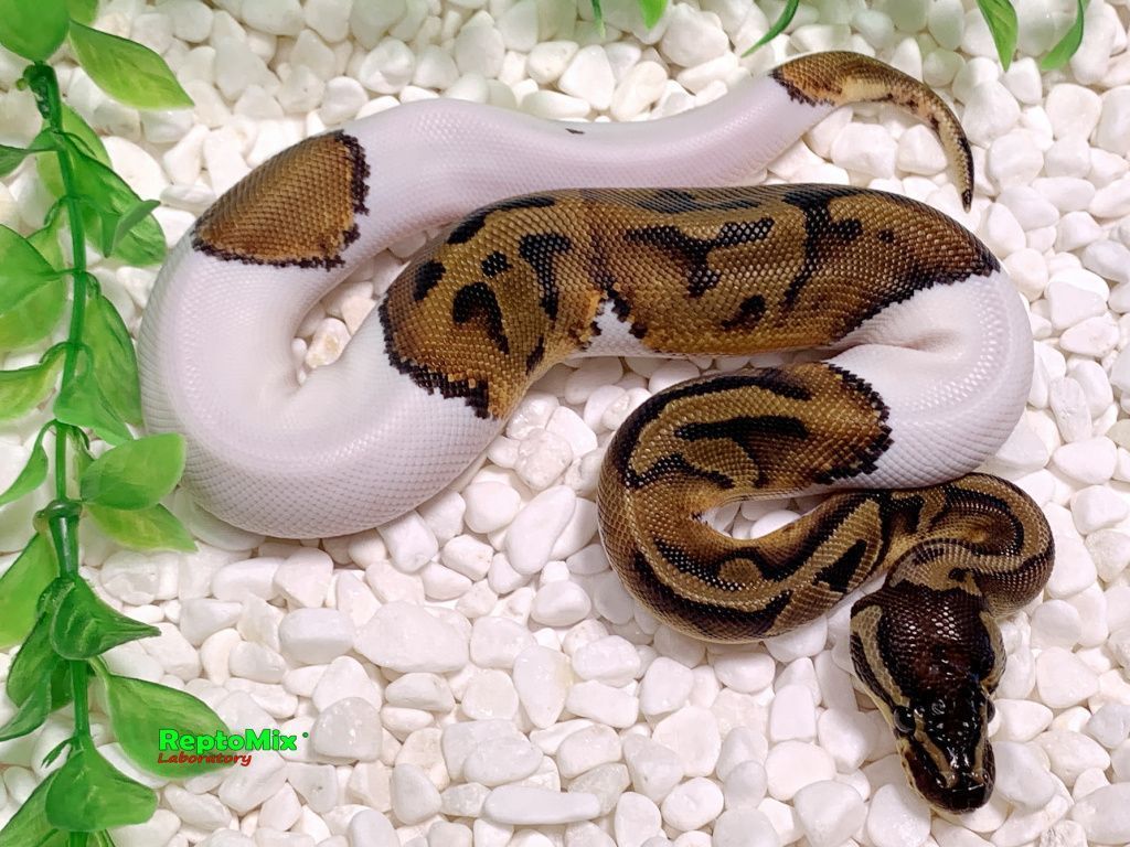 Королевский питон Python regius Piebald Pastel Mojave