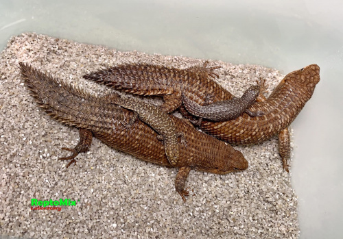  Egernia stokesii самка