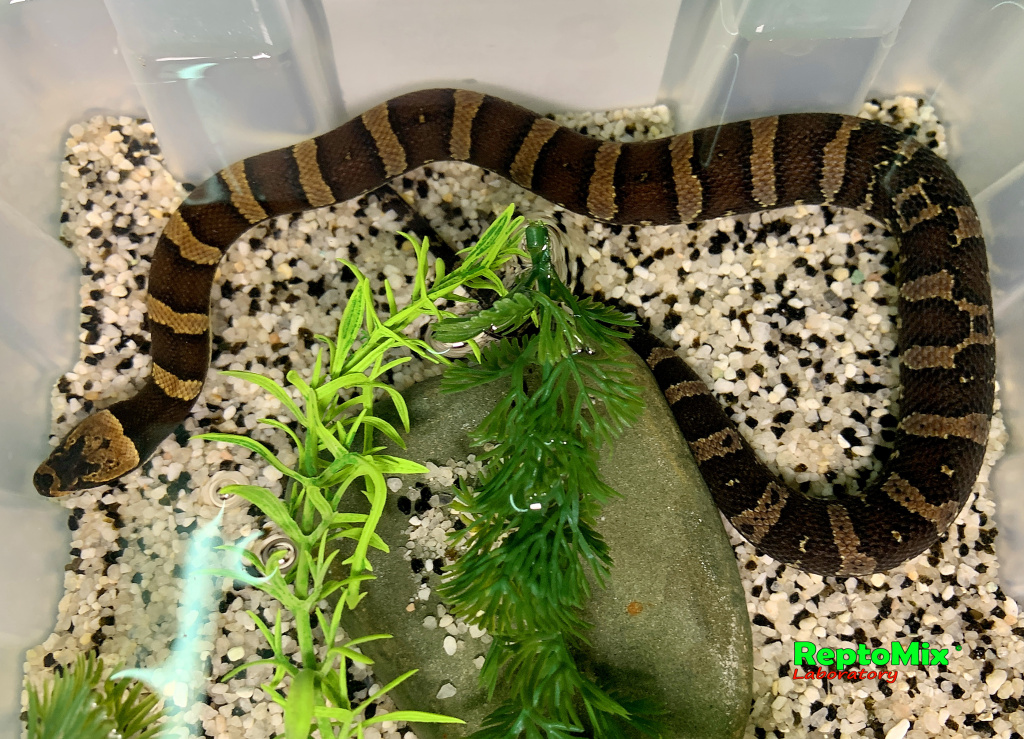 Удавовидный водяной уж или масковая змея   Homalopsis buccata